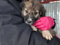 Yomee - Hundemädchen sucht Zuhause