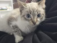 Suska sucht artgerechtes Zuhause