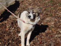 Die süße Badger möchte so gerne ankommen