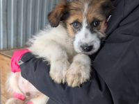 Wer hat ein Körbchen frei für Knuffi?