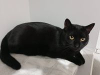 Schwarze Schönheit Marcel