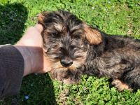 Dackel, 3 Monate alt, männlich