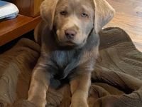 Labrador Retriever-Weibchen