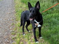 Glücksbringerin Onyx