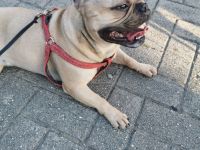 Französische Bulldogge, Rüde, 7 Jahre (geb. 01.06.2018)in verantwortungsvolle Hände abzugeben