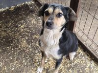 Süße Beagle-Mix Hündin Prussiana möchte endlich ankommen