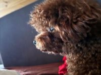 Exklusiver Toypudel – asiatische Premium-Blutlinie