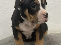 American Bully Welpe