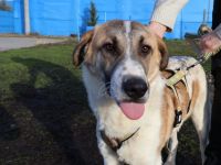 Sensibler Sullivan sucht sicheres Heim