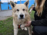 Senioriger Bennet sucht ruhiges und liebevolles Zuhause