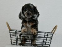 3 Dackelwelpen . Zwergdackel