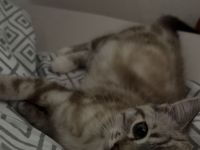 Nala – 8 Monate alte Katze sucht liebevolles Zuhause 🐾