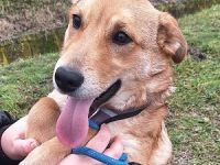 Dömper sucht ein Zuhause!