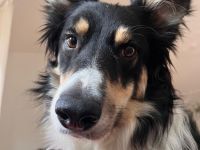 Luiz, 01/20 - muss aufgrund einer Diagnose ein neues Zuhause finden