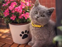 Letzte Chance: Traumhaftes BKH-Mädchen in Blue mit Stammbaum!