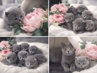 Acht kleine Wolken auf vier Pfoten: Unsere BKH-Bärchen in Blue suchen ihr Glück!