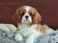 Cavalier-Hündin mit Stammbaum zu verkaufen!
