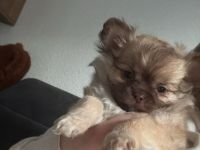 Chihuahua welpen abzugeben