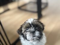 Shih Tzu Welpen