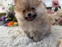 Fröhliche aufgeweckte Pomeranian Zwergspitz Welpen aus liebevoller familiärer Hobbyzucht