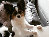 Weiblicher Papillon-Welpe