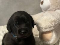 Reinrassige schwarze Labradorwelpen von der Mecklenburger Seenplatte