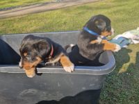 appenzeller sennenhund Welpen