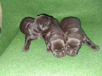 Labradorwelpen reinrassig schoko