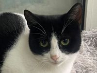 Dakota, soziale, hundeverträgliche 1-jährige Katze sucht liebevolles Zuhause