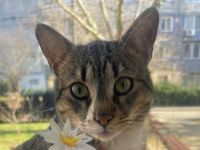 Paulchen, ein menschenbezogener junger Kater sucht Menschen mit viel Zeit