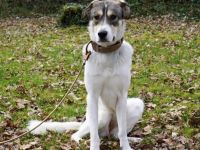 Lidy sucht ein ruhiges Zuhause