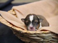 Sheltiewelpen mit VDH-Papieren