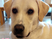 Mia, 02/25 - Traum-Junghündin sucht Familie!