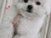 Bichon Frisé in Ihrer Nähe zu verkaufen