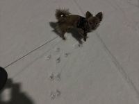 Reinrassiger Langhaar Chihuahua