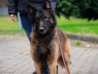 Bildschöner sozialer Athos sucht besonderes Zuhause