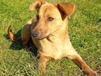 Hündin Nelli / kastriert /demnächst in einer Pflegestelle in 12359 Berlin