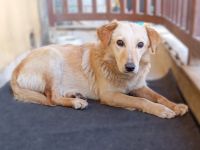 Junghündin Felice / derzeit noch in Griechenland