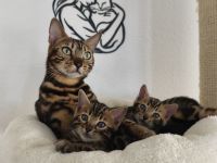Reinrassige Bengal Kitten mit Stammbaum