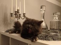 Einzigartiger blauer Nebelung Kater