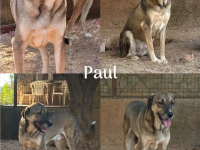 🐾  Paul wartet seit 2021 auf sein Wunder ❤️