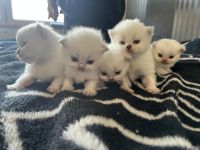 Reinrassige Britisch Langhaar Kitten