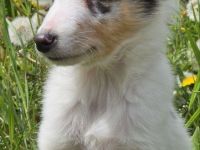 Blue Merle Sheltie-Männchen