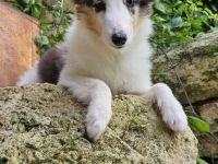 Blue Merle Sheltie-Männchen