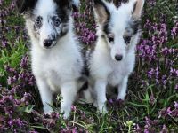 Sheltie Merle Jungen FCI