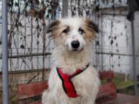 Marvi sucht ihr Für-Immer-Zuhause