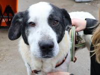 Mateo - ein stattlicher Rüde für aktive Menschen