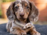 💎 Mini Zwerg-Langhaar Dackel Hündin – Braun Tiger – 15 Wochen – Traumhund 🐾