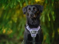 Sookie sucht ihr Für-immer Zuhause...