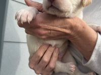 Labrador Welpen suchen ihren Herzens Menschen